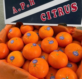 quýt APH
