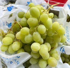 NHO XANH ÚC TRIPLE - Chủng sweetglobe