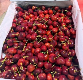 Cherry Mỹ size 9.5